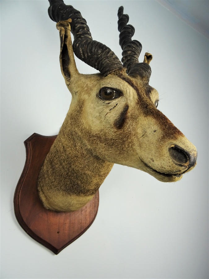 EDWARD GERRARD & SONS TAXIDERMY BLACKBUCK TROPHY HEAD